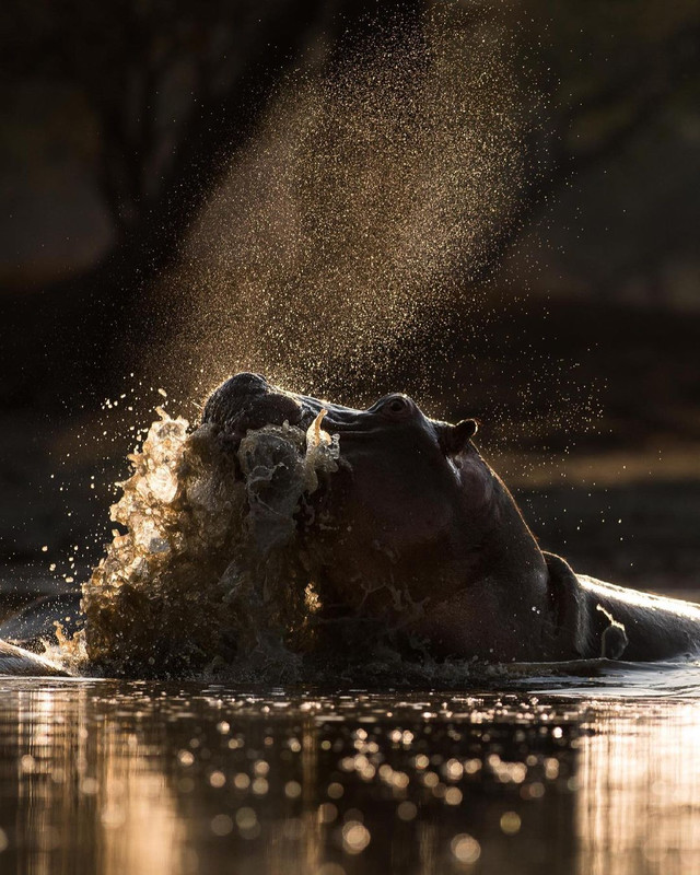 photo, road, nature, hippo